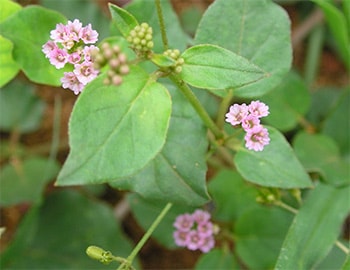 punarnava plant Image (Boerhavia Diffusa)