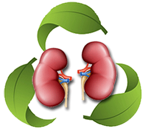 Healthy Kidneys