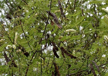 Acacia Catechu, Black Catechu, Khadira