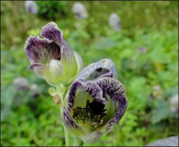 Atis, Ativisha, Aconitum Heterophyllum