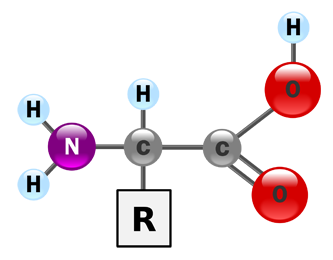 Amino acids