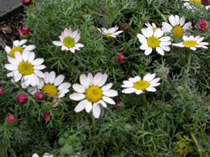 Anacyclus pyrethrum, Akarkara