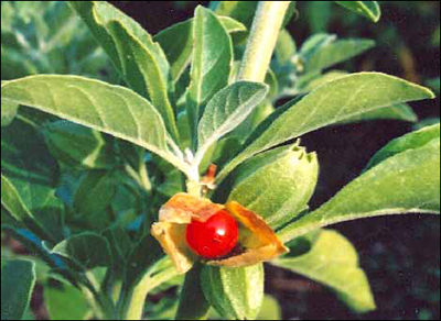 Ashwagandha - ashwagandha uses and health benefits