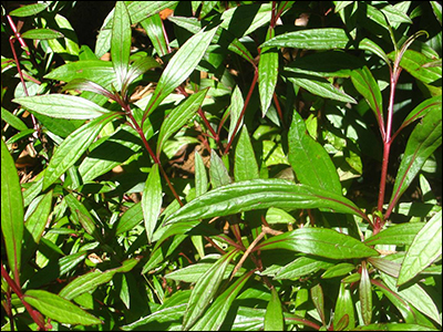 Ayapan, Eupatorium Triplinerve