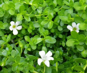 Brahmi, Bacopa Monnieri