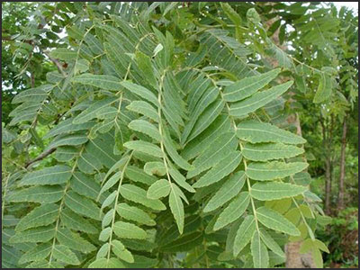 Boswellia Serrata