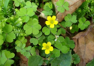 Changeri, Oxalis corniculata