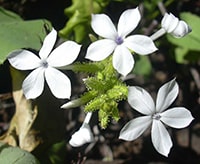 Chitrak, Plumbago zeylanica