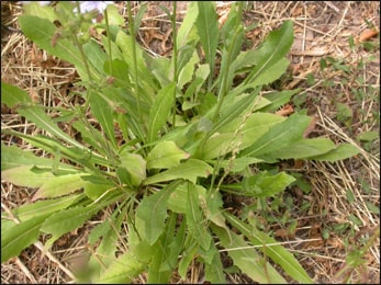 Chicory, Cichorium intybus