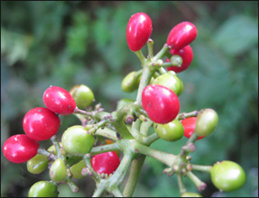 Abuta, Patha, Cissampelos Pareira