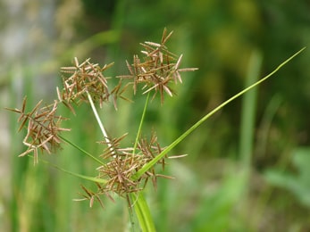 Mustaka, Nut Grass, Cyperus rotundus