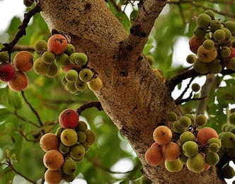 Udumbara, Cluster Fig, Ficus Glomerata