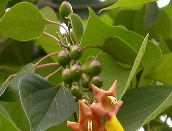 Gambhari, Gmelina arborea