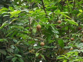 Tuvaraka, Hydnocarpus laurifolia