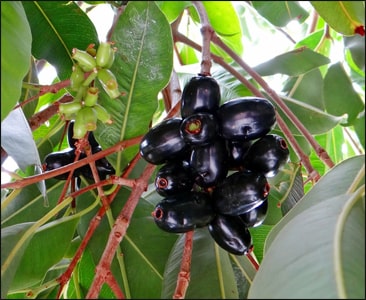 Jamun (Syzygium cumini)