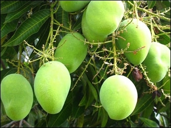 Mango, Mangifera indica