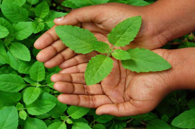 Tulsi plant leaves Images, Ocimum Sanctum