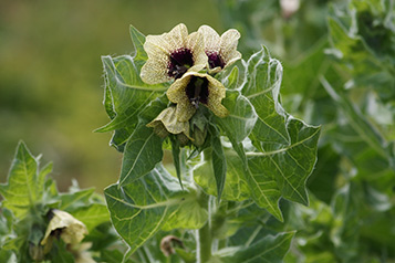 Parasika yavani, Hyoscyamus niger