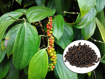 Maricha, Black Pepper, Piper nigrum