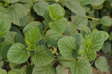 Bakuchi, Psoralea corylifolia