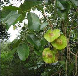 Vijaysar, Pterocarpus marsupium