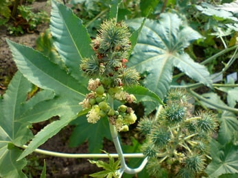 Eranda, Ricinus communis