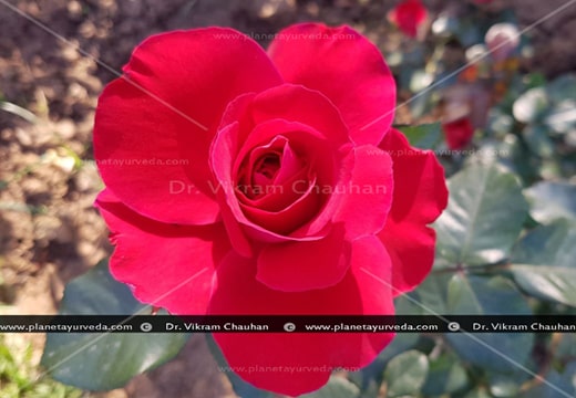 Rose, Rosa centifolia, Indian Cabbage Rose