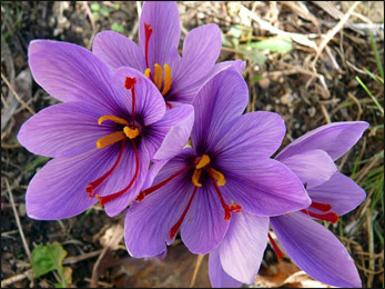 Saffron, Crocus sativus