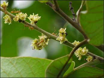 Bhallataka, Semecarpus anacardium