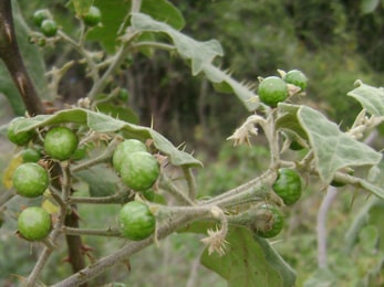 Brihati, Solanum indicum