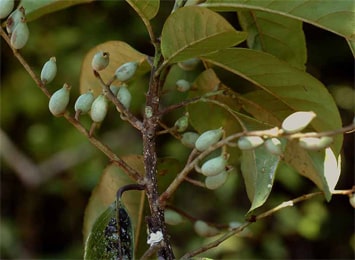 Lodhra Plant, Symplocos Racemosa