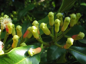 Lavanga, Clove (Syzygium aromaticum)