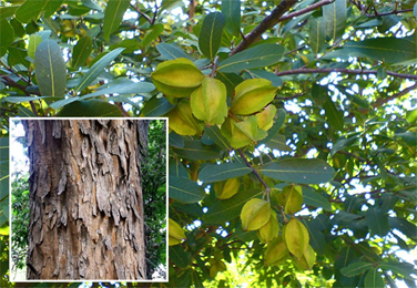 Arjuna, Terminalia Arjuna