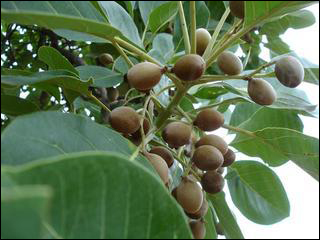 Bibhitaki, Bahera, Terminalia bellerica