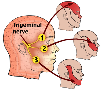 Trigeminal Nerve