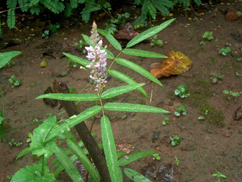 Prishniparni, Uraria picta