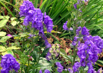 Vatsanabha, Aconitum ferox