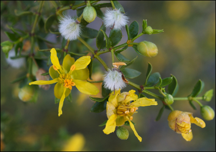 Creosote Bush (Larrea tridentata)