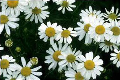 Chamomile