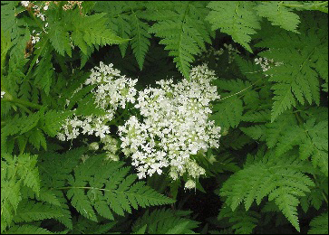 Chervil, Anthriscus Cerefolium