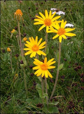 Arnica Montana