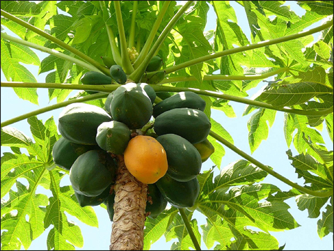 Papita (Carica papaya)