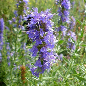 Hyssop, Hyssopus officinalis