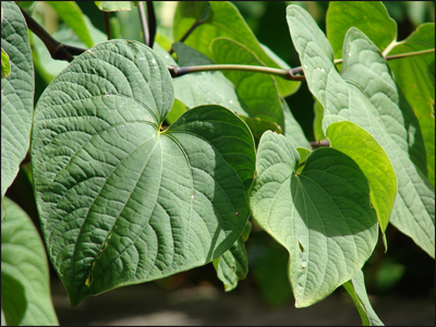 Kava, Piper methysticum