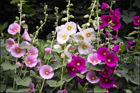 Health Benefits of Hollyhock