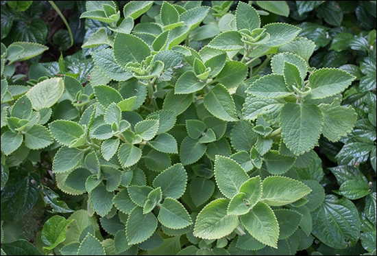 Plectranthus amboinicus, Indian borage, Plectranthus, Benefits of Plectranthus amboinicus, Plectranthus amboinicus Uses, Plectranthus amboinicus Phytochemical Constitution, Ayurvedic Herbs, Lamiaceae, Medicinal Properties of Plectranthus amboinicus