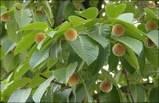 Kadamb, Burflower-tree, Anthocephalus Indicus