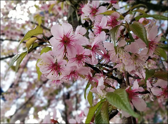 Padmaka, Bird Cherry, Prunus Cerasoides