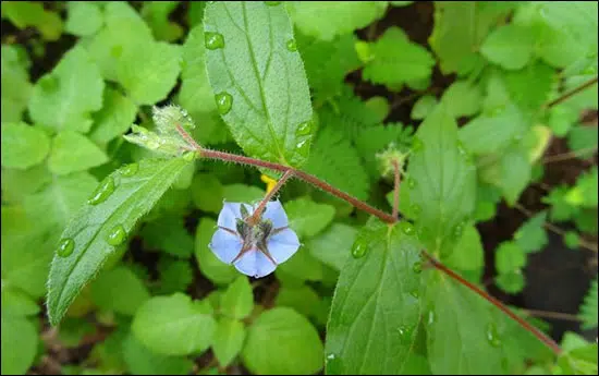 Adhapushpi, Trichodesma Indicum