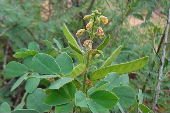 Chakshushaya, Jasmeejaz, Cassia absus